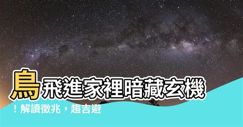 小鳥飛進家裡|家中飛鳥玄機解析